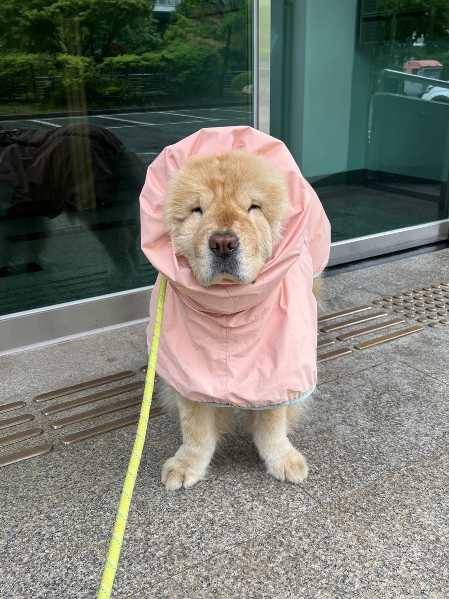 안 걸어 쉬야 안 해 응가 안 싸