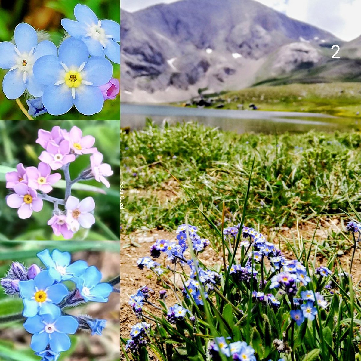 Myosotis/unutma beni demişken, Brunnera/gökçegözü de paylaşayım. Habitatlarını yani doğal yaşama alanlarını da göstererek. Altını çizmekte fayda var, bunlar dağlarımızda, kırlarımızda bulunan çiçekler. Fotoğraflar bahçeden, saksıdan değil, görmüş olduğunuz üzere, memleketin