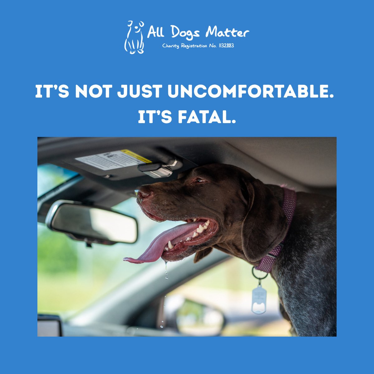 AllDogsMatter's tweet image. Every summer, dogs across the UK suffer and die because they’re left in hot cars
🚗 A car in 22°C weather can reach 47°C in under an hour.
🐶 Heatstroke can kill in under 15 minute. Leave your dog at home – not in the car.
#DogsInHotCars #HeatstrokeKills #PetSafety #DogRescue