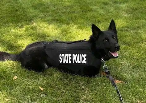 VIK9s's tweet photo. 💙 Arkansas State Police K9 Ghost is safer today, thanks to a protective vest donated by Vested Interest in K9s, Inc., in honor of K9 Gabo (EOW 1/16/20). 👮‍♂️🐾

Want to safeguard a K9 hero's life? Sponsor a vest today ➡️ https://t.co/LHqww1VutD

#VestedK9 #ProtectedK9 #VIK9s https://t.co/6Zm4hY0zJ1