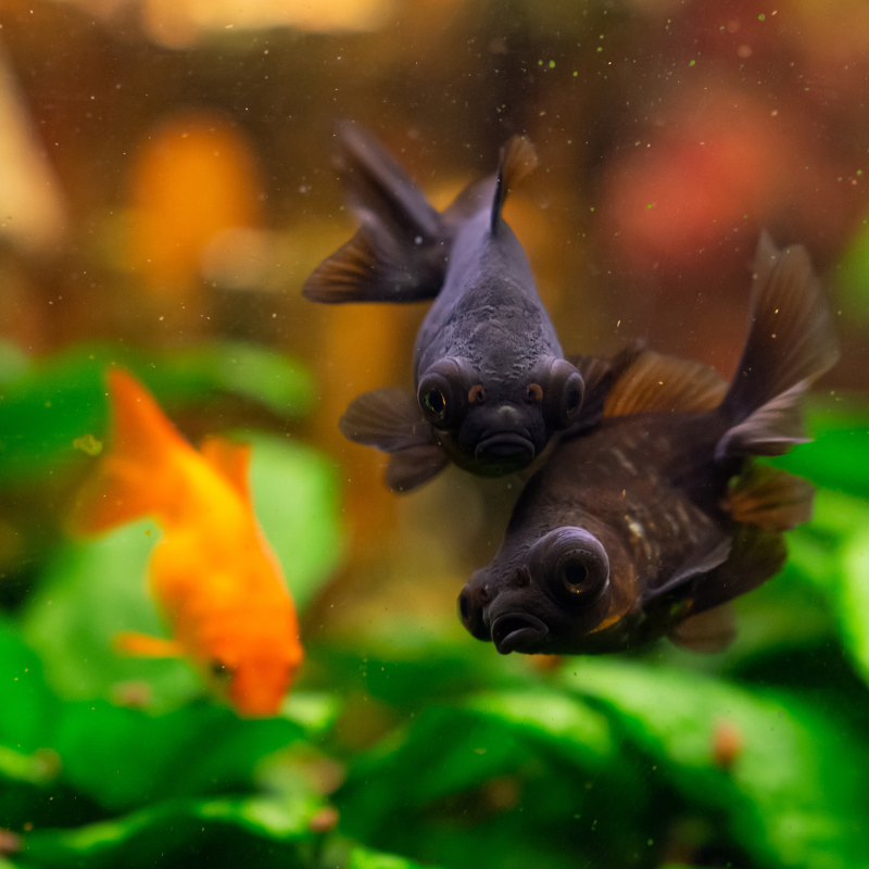 RealAquaticsLtd's tweet photo. #BlackMoorGoldfish #FancyGoldfish #AquariumLife #FreshwaterFish #FishKeeping #AquariumCommunity #ColdWaterFish #FishTank #Goldfish

Click the link to read the full fish profile:
https://t.co/PKZmOkktpv https://t.co/2UVTWWZbL2