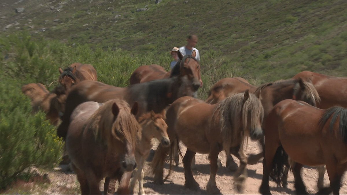 Agrosfera (@agrosfera_tve) on Twitter photo 🐄 En Cantabria, la trashumancia sigue viva: 10.000 vacas y caballos suben desde el valle de Cabuérniga al Puerto de Sejos para pasar el verano-
🏞️ La ganadería de reses bravas recorre casi 500 km por la Serranía de Cuenca camino a Aragón
<a href="/RTVE_Ext/">RTVE Extremadura</a> <a href="/RTVECantabria/">RTVE Cantabria</a> 🐄 En Cantabria, la trashumancia sigue viva: 10.000 vacas y caballos suben desde el valle de Cabuérniga al Puerto de Sejos para pasar el verano-
🏞️ La ganadería de reses bravas recorre casi 500 km por la Serranía de Cuenca camino a Aragón
<a href="/RTVE_Ext/">RTVE Extremadura</a> <a href="/RTVECantabria/">RTVE Cantabria</a>