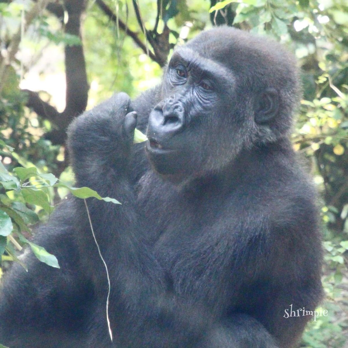 ゴリラ🦍 - অনুসন্ধান / X
