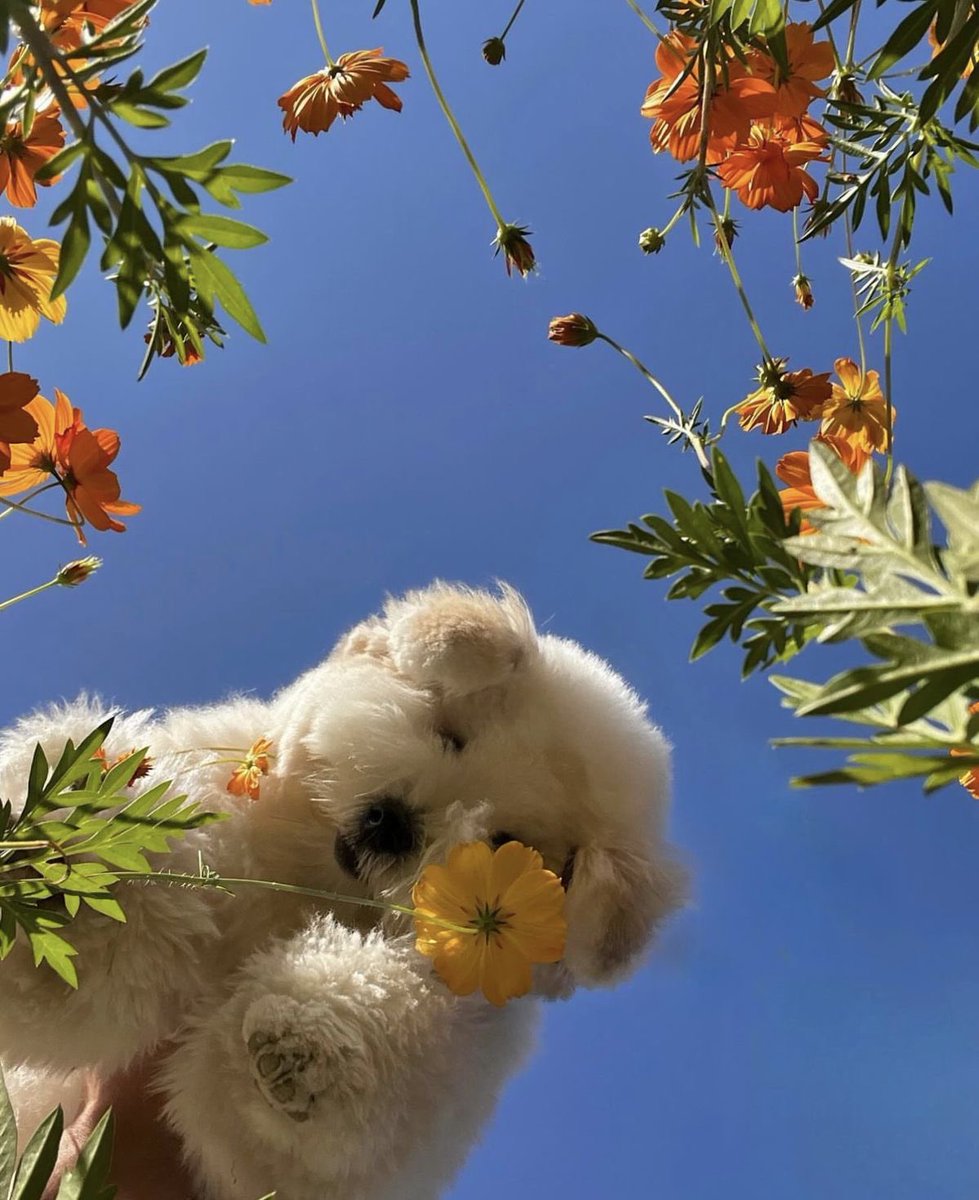 💖 (@twaniimals) on Twitter photo 