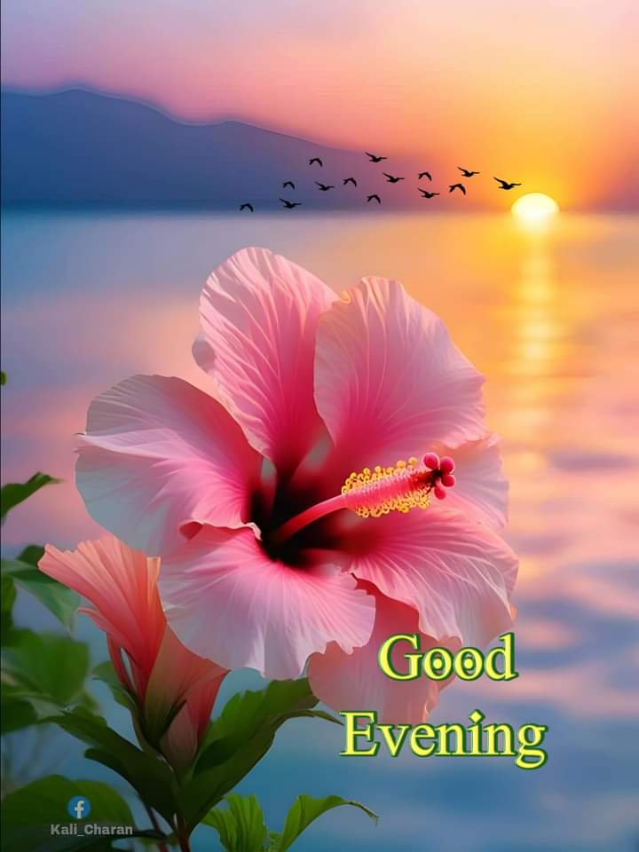 ہو جائے جہاں شام وہیں ان کا بسیرا
آوارہ پرندوں کے ٹھکانے نہیں ہوتے.!!

Wherever the evening falls, their home is there. Stray birds have no shelter.!!

Good Evening Friends ☕🩷