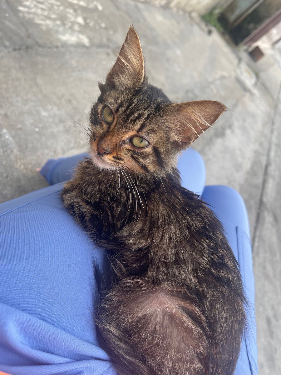 Hola, rescaté a este gatito de 2 meses, lo lanzaron en mi casa #Caracas
Lo tengo bajo resguardo pero está muy pequeño. Se le sienten todos sus huesos. Es muy dócil con los humanos, se esconde cuando ve un perro o gato.Lo desparasité Pero no puedo adoptarlo
04129056505