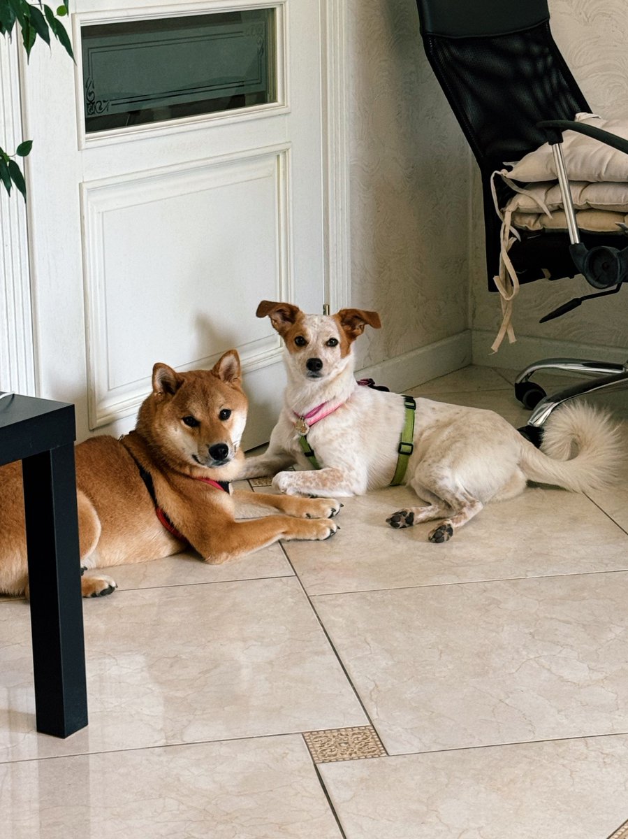 We love taking our pets to work, but not sure if they’re fans of working 😅  

Happy Take Your Dog to Work Day! Big thanks to our four-pawed colleagues who make our work days more fun 🐶