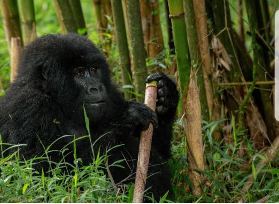 🇺🇬🦍 Where Gold Meets Silver.
#MgahingaNationalPark is the only place in Uganda where you can trek both golden monkeys &amp; mountain gorillas  all under the shadow of the majestic Virunga volcanoes. 🌋🌿
Small park. Big adventure.
 #ExploreUganda #GorillaTrekking