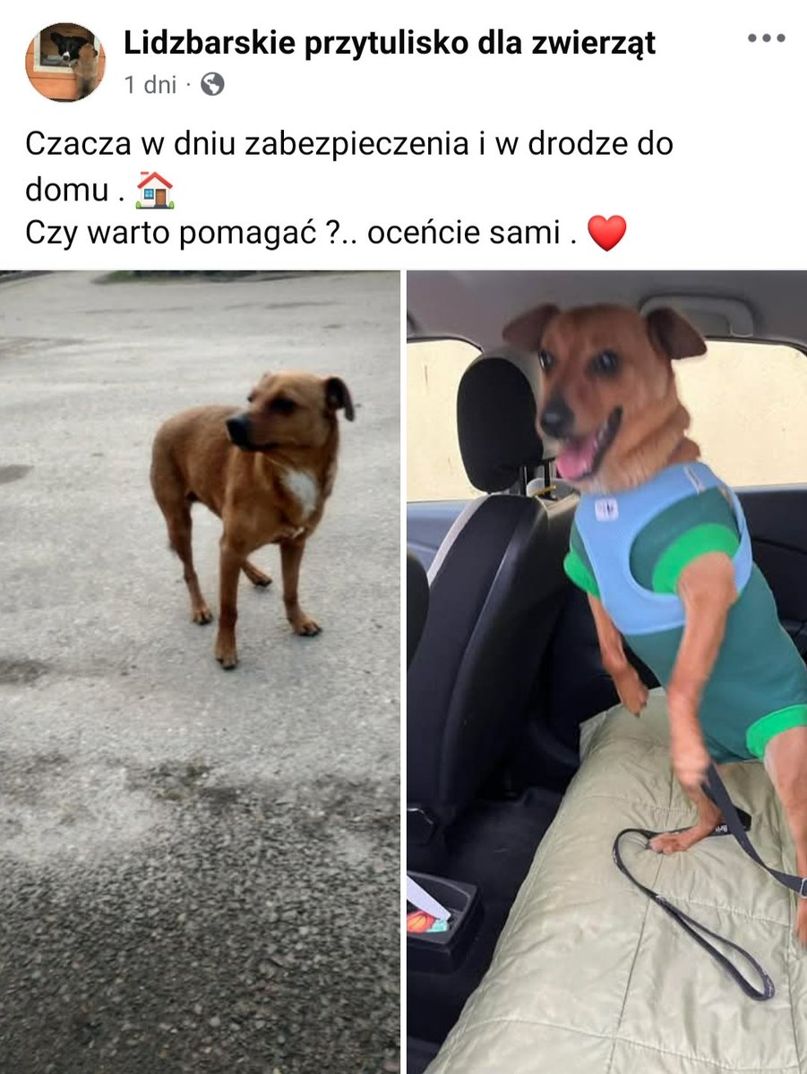 Kochani ❗ Mam nadzieję, że Was dziś nie zanudzę🤪🥲CZACZA 🐶ma 🏡 i swoich kochających CZŁOWIEKÓW 🥹🥳💗 Bądź szczęśliwa Maleńka Kruszynko 😘🍀🫶🏼🐾 
#NieKupujAdoptuj