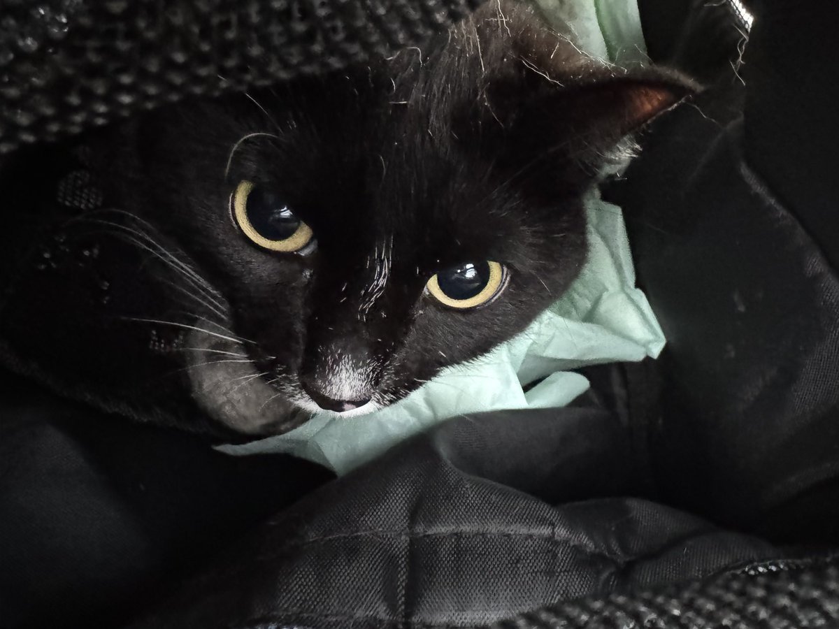 Мы с Беатрис едем в ее новый дом
Пожелайте нам удачи пожалуйста 🙏🥹