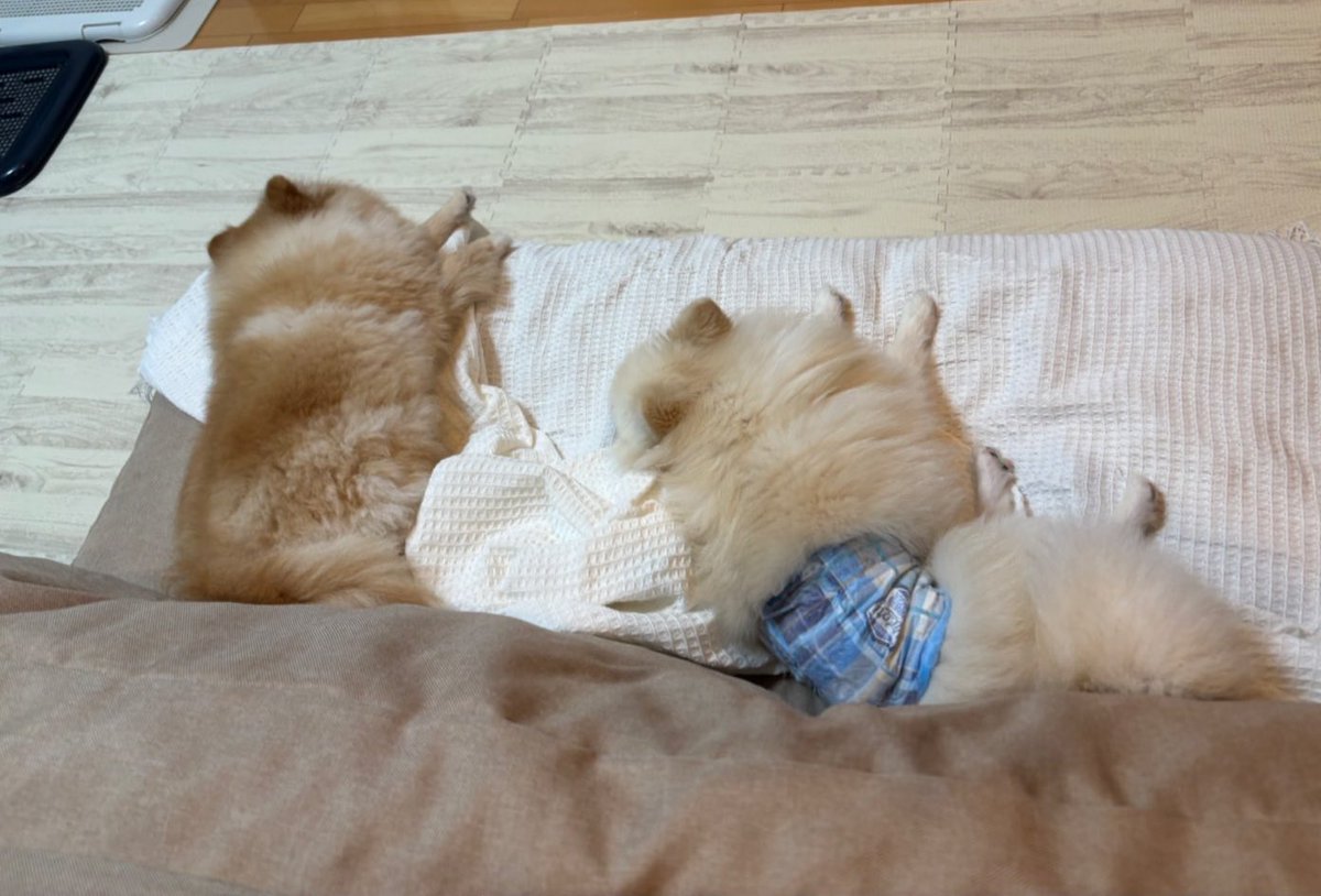 新しく買ったものは大体この子達のものになります