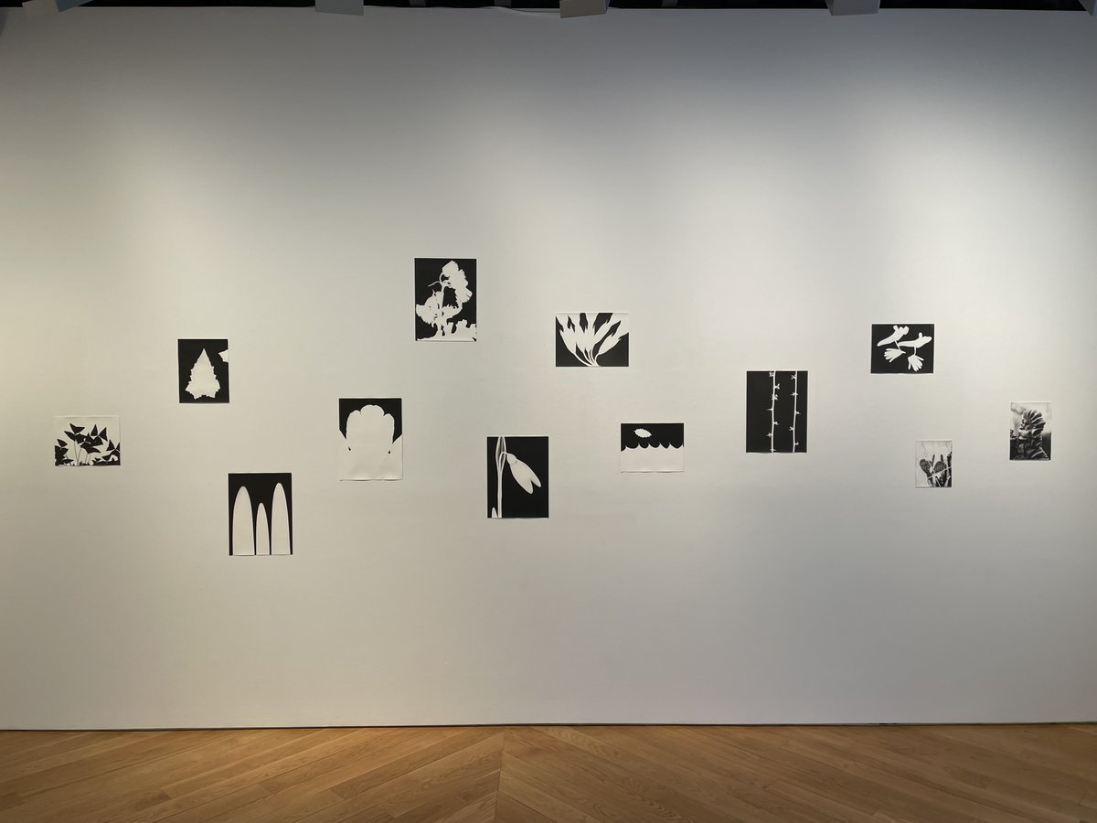 Jochen Lempert at Anton Kern - ★☆☆ - Searching for the poetic connections between visual observations, linking science and art with wide-ranging wonder. collectordaily.com/jochen-lempert…