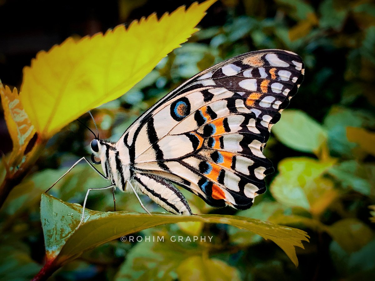 A butterfly resting in the field.

#Butterfly #Nature #Field #Wildlife #ButterflyPhotography #SimpleMoments

Photo: <a href="/CFWRohimUllah/">CFW Rohim Ullah</a>