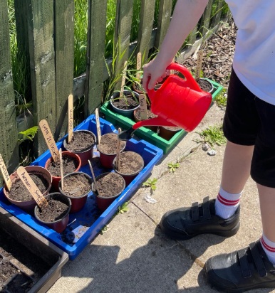 This week 2D have been to the allotment first time this year. A lovely afternoon down there, but a little too hot.
We Planted seeds, Watered the plants, played with our friends and had some fun.