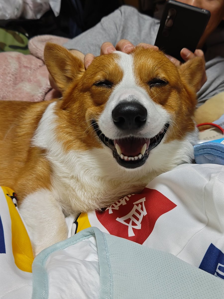 蕩けていくちくわ🐶
 #コーギー