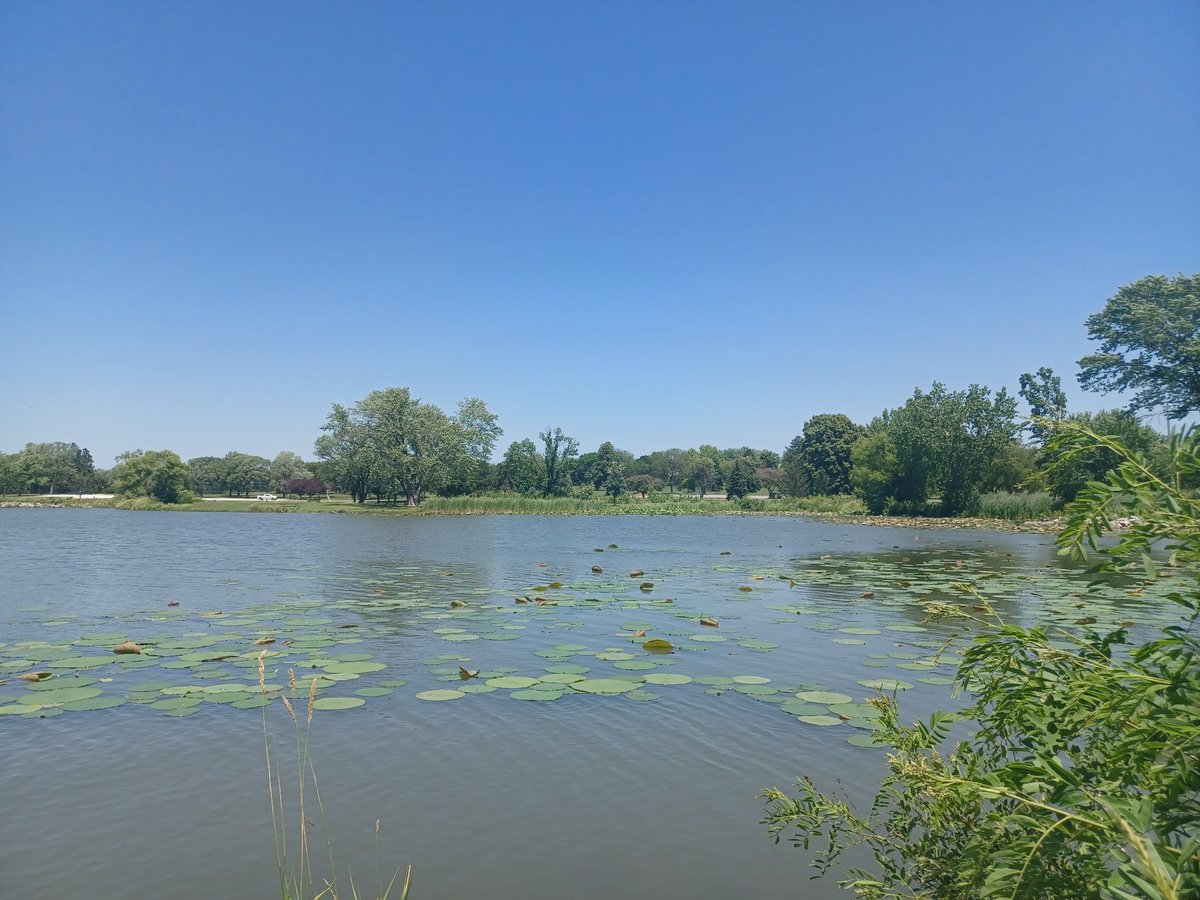 Water lilies