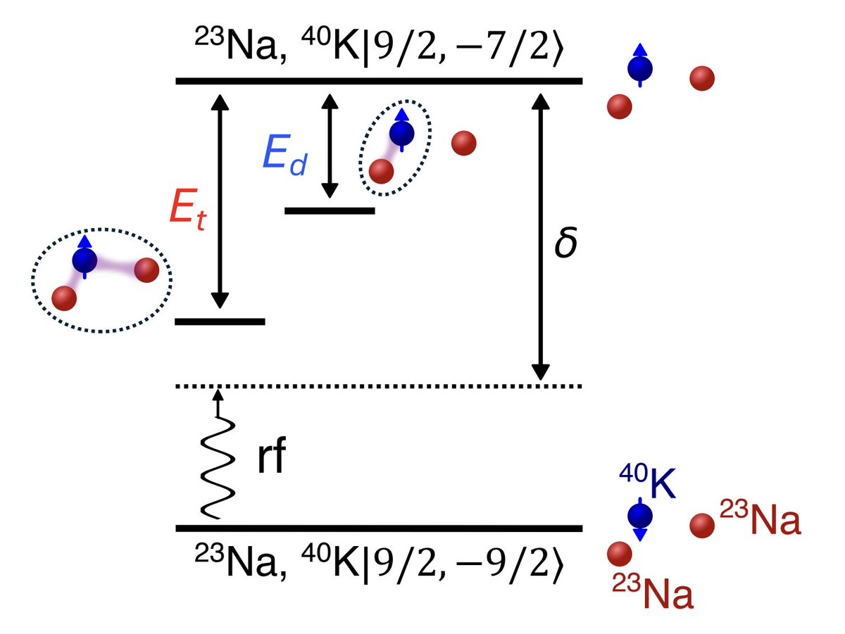 PhysRevX's tweet image. In an #ultracold #quantum mixture of 23Na and 40K atoms, scientists observed a halo trimer state — a heavy fermion bound to two weakly-interacting light bosons — with a binding energy near the resonance of a Feshbach dimer.

Read the paper: go.aps.org/408DSs8