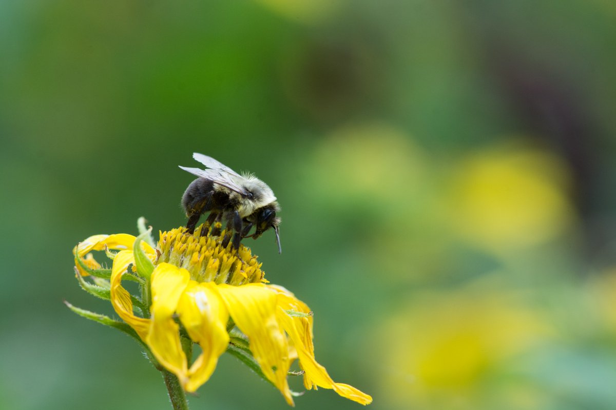 It's Pollinator Week, so what better time to spread the buzz about these important animals?

About 90% of all flowering plant species rely on pollinators to survive, making them essential to creating a healthy ecosystem and food supply.