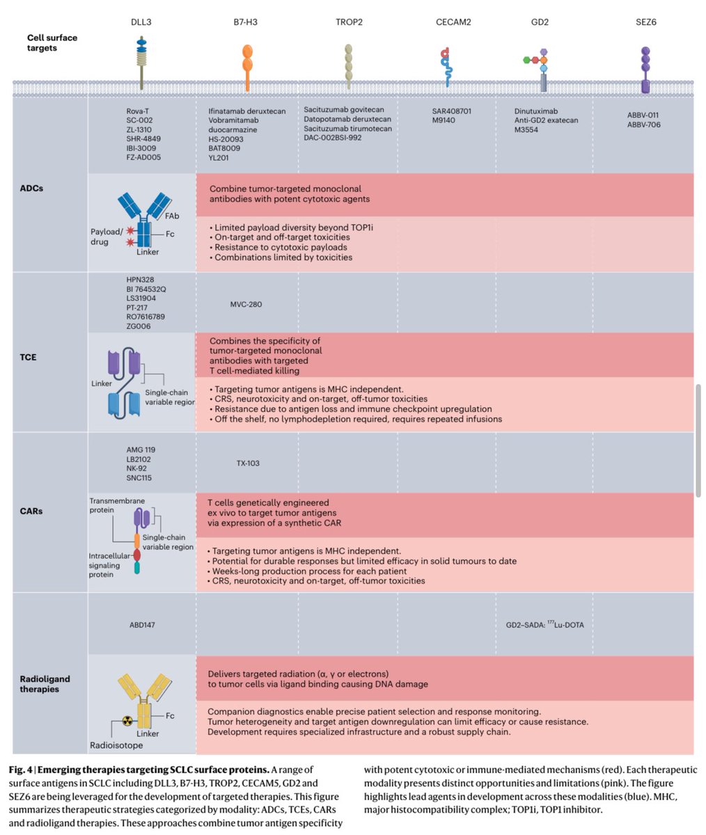 Goutham Sunny (@medoncodoc) on Twitter photo An extensive review on therapeutic advancements in SCLC
doi.org/10.1038/s43018…
#LCSM
<a href="/dplanchard/">d.planchard</a> <a href="/APassaroMD/">Aɴᴛᴏɴɪᴏ Pᴀssᴀʀᴏ</a> <a href="/BenjaminBesseMD/">Benjamin Besse</a> <a href="/DrSanjayPopat/">Sanjay Popat</a> <a href="/g_mountzios/">Giannis Mountzios</a> <a href="/fred_hirsch/">Fred R. Hirsch</a> <a href="/RamalingamMD/">Suresh S. Ramalingam, MD, FASCO</a> <a href="/christine_lovly/">Christine Lovly, MD, PhD, FASCO</a> <a href="/HosseinBorghaei/">Hossein Borghaei, DO</a> <a href="/Joshua_Reuss/">Joshua Reuss</a> <a href="/chulkimMD/">Chul Kim</a> <a href="/BRicciutiMD/">Biagio Ricciuti, MD, PhD</a> <a href="/ADesaiMD/">Aakash Desai, MD, MPH, FASCO</a> <a href="/lungoncdoc/">Eric K. Singhi, MD</a> An extensive review on therapeutic advancements in SCLC
doi.org/10.1038/s43018…
#LCSM
<a href="/dplanchard/">d.planchard</a> <a href="/APassaroMD/">Aɴᴛᴏɴɪᴏ Pᴀssᴀʀᴏ</a> <a href="/BenjaminBesseMD/">Benjamin Besse</a> <a href="/DrSanjayPopat/">Sanjay Popat</a> <a href="/g_mountzios/">Giannis Mountzios</a> <a href="/fred_hirsch/">Fred R. Hirsch</a> <a href="/RamalingamMD/">Suresh S. Ramalingam, MD, FASCO</a> <a href="/christine_lovly/">Christine Lovly, MD, PhD, FASCO</a> <a href="/HosseinBorghaei/">Hossein Borghaei, DO</a> <a href="/Joshua_Reuss/">Joshua Reuss</a> <a href="/chulkimMD/">Chul Kim</a> <a href="/BRicciutiMD/">Biagio Ricciuti, MD, PhD</a> <a href="/ADesaiMD/">Aakash Desai, MD, MPH, FASCO</a> <a href="/lungoncdoc/">Eric K. Singhi, MD</a>