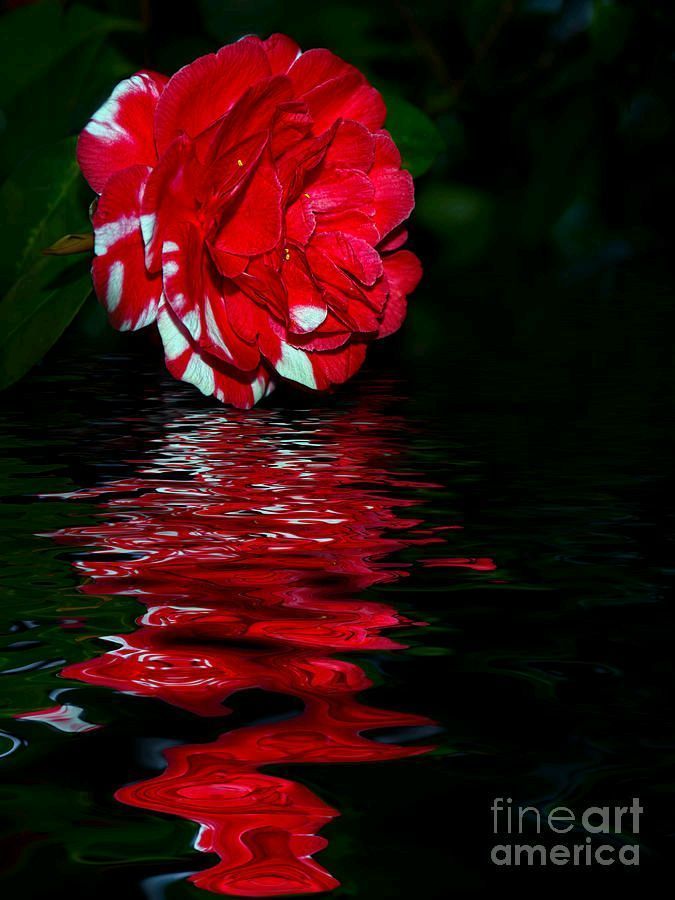 #Evening #Camellia #Reflections By Kaye Menner #Photography #prints #lovely #products at:

bit.ly/3Xp19oJ