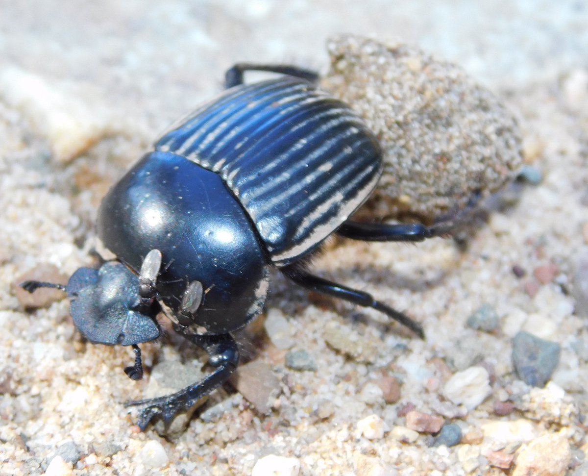 DanielParejo8's tweet image. Did you know some animals catch a ride on others to get around?

That's called phoresy, and here, I report an interesting case of Paralimosina fucata (a tiny sphaerocerid fly) riding a scarab beetle (Scarabaeus laticollis)!

See more👇

doi.org/10.3989/graell…