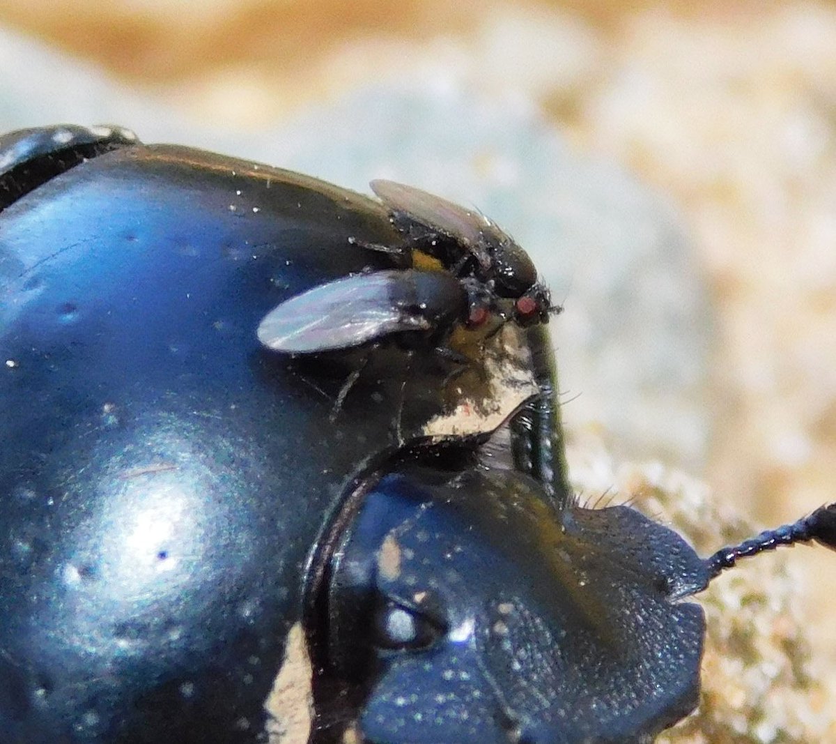 DanielParejo8's tweet image. Did you know some animals catch a ride on others to get around?

That's called phoresy, and here, I report an interesting case of Paralimosina fucata (a tiny sphaerocerid fly) riding a scarab beetle (Scarabaeus laticollis)!

See more👇

doi.org/10.3989/graell…