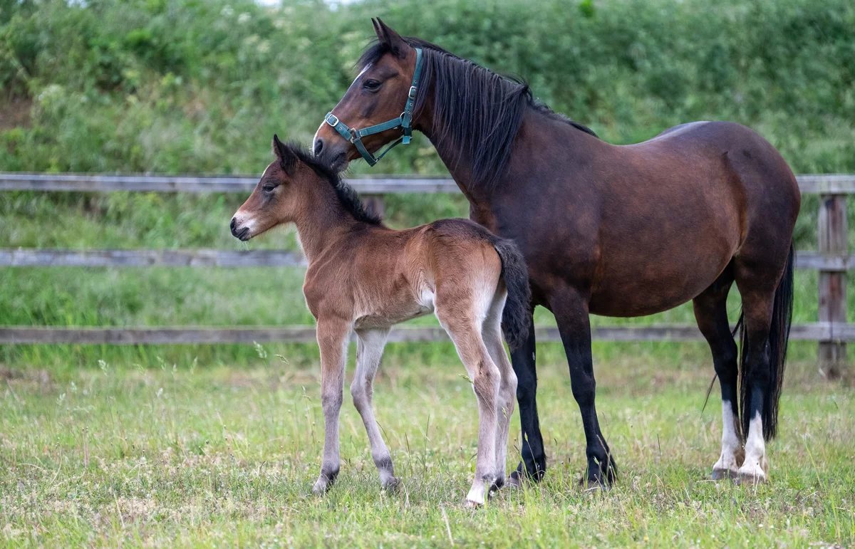 Please retweet, a trafficked pregnant mare who we saved when a lorry load of horses intercepted at Dover, has miraculously given birth to a healthy filly foal, named Joy #NORFOLK #UK 
'This mare was on a lorry travelling from #Ireland, that was intercepted at #Dover. She was