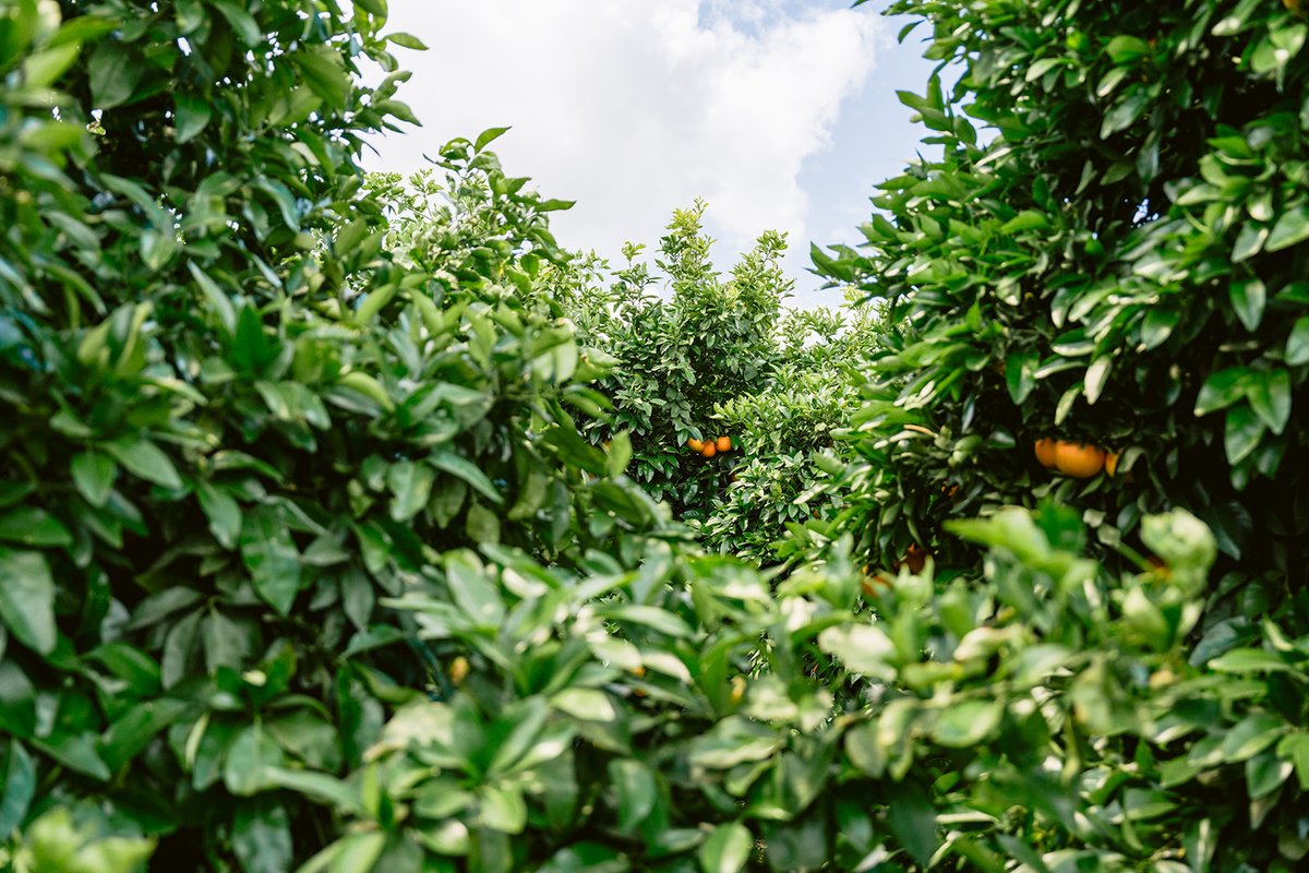 Citrus season may be winding down, but hold onto your taste buds because Bee Sweet’s Royal Red oranges, mandarins, lemons, and grapefruit are still here to bring a burst of sunshine to your day! 🌞🍊

#EatMoreCitrus