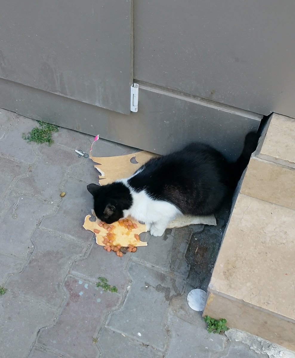 Markete girdim bu şapşik peşimde 😻
personele sordum
besliyor musunuz diye, müşteriler besliyor dedi kasiyer baktım aç şapşik  dayanamadım bir faydam olsun 🐈