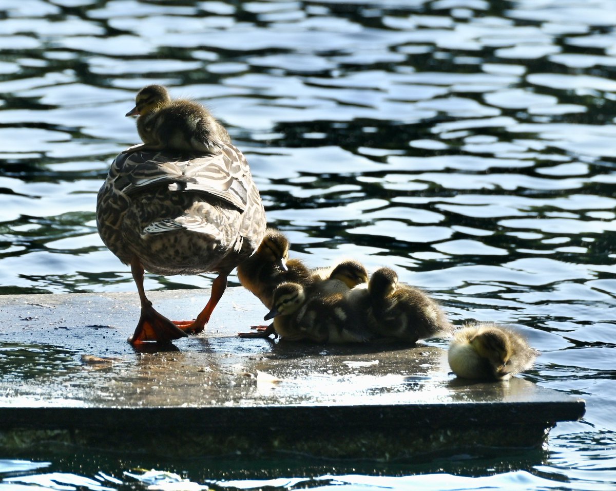 There’s always that one cheeky duckling 🐥.. #birds #ducks #birdwatching #birdcpp #mymorningwalk #nyc