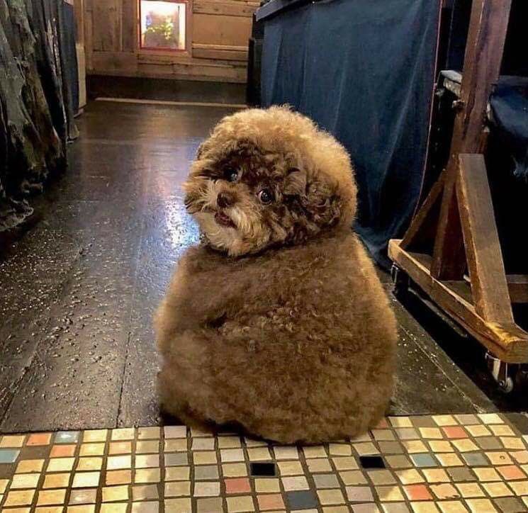 💖 (@twaniimals) on Twitter photo 