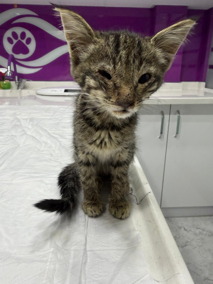 Ben çirkinim ve çok hastayım diye ölüme terkettiniz beni.
Hepinizi Allah'a şikayet edicem.