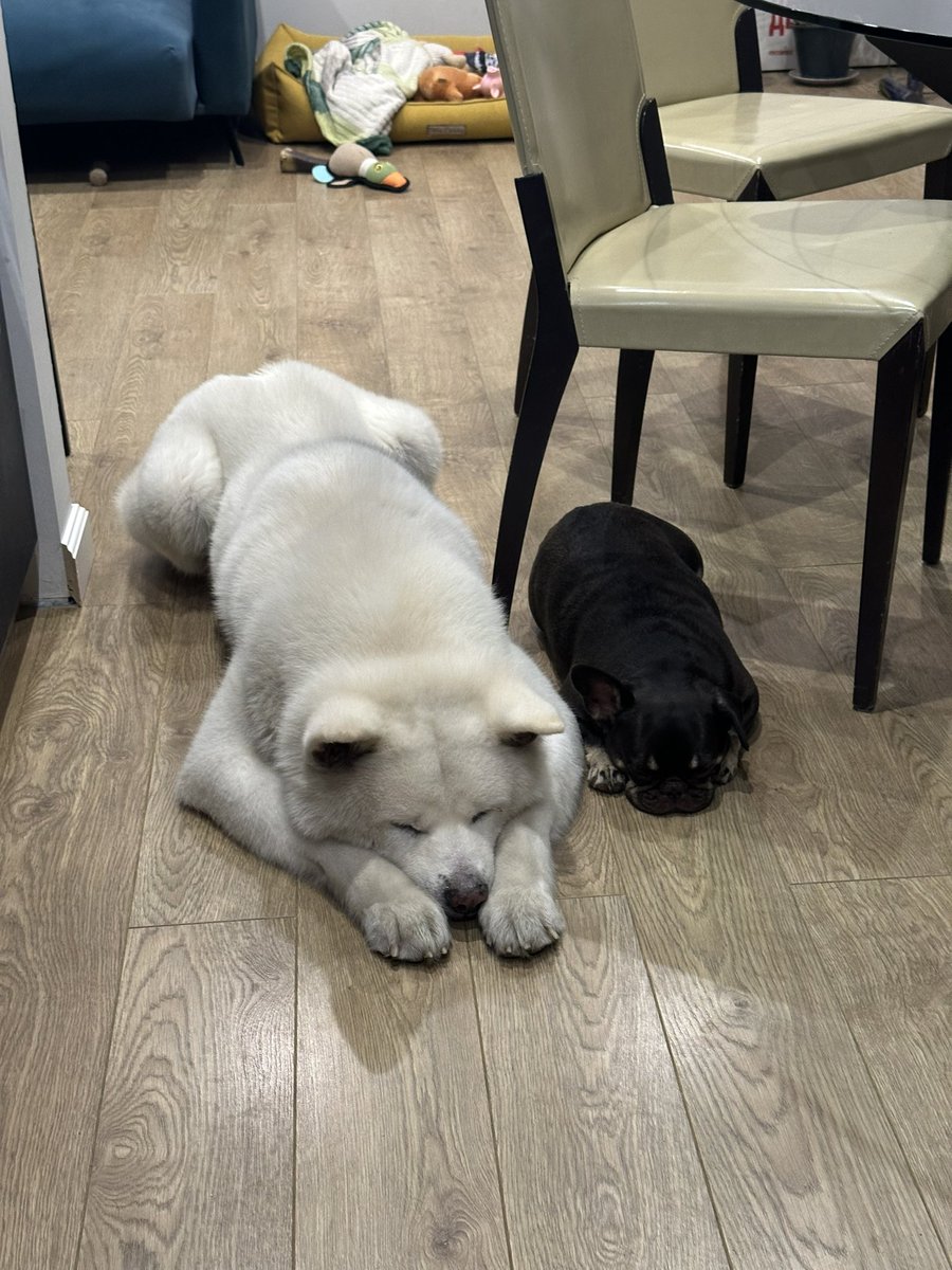 Собачники, чем моете своим уши?

С Жанной все просто, но у медведя уши вечно зарастают дрянью, которую приходит чистить часто, а если пропустить , то привет отит. 

Так вот все средства либо ничего не разрыхляют, либо потом вся шерсть в масле, не могу найти что-то универсальное(