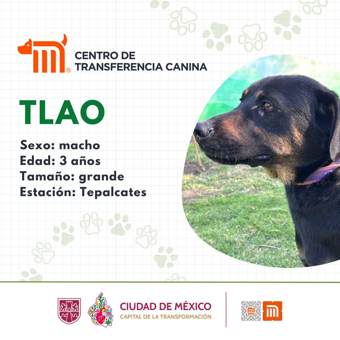 MetroCDMX (@metrocdmx) on Twitter photo "Tlao" está en busca de una familia, si deseas darle la oportunidad de ser adoptado comunícate con el <a href="/ctcdelmetro/">CTC del Metro</a>, vía e-mail a: ctc@metro.cdmx.gob.mx
Consulta requisitos de adopción en 👉🏼 bit.ly/41Z16Cd 🐾 #AdoptaNoCompres 🐶🏡 "Tlao" está en busca de una familia, si deseas darle la oportunidad de ser adoptado comunícate con el <a href="/ctcdelmetro/">CTC del Metro</a>, vía e-mail a: ctc@metro.cdmx.gob.mx
Consulta requisitos de adopción en 👉🏼 bit.ly/41Z16Cd 🐾 #AdoptaNoCompres 🐶🏡