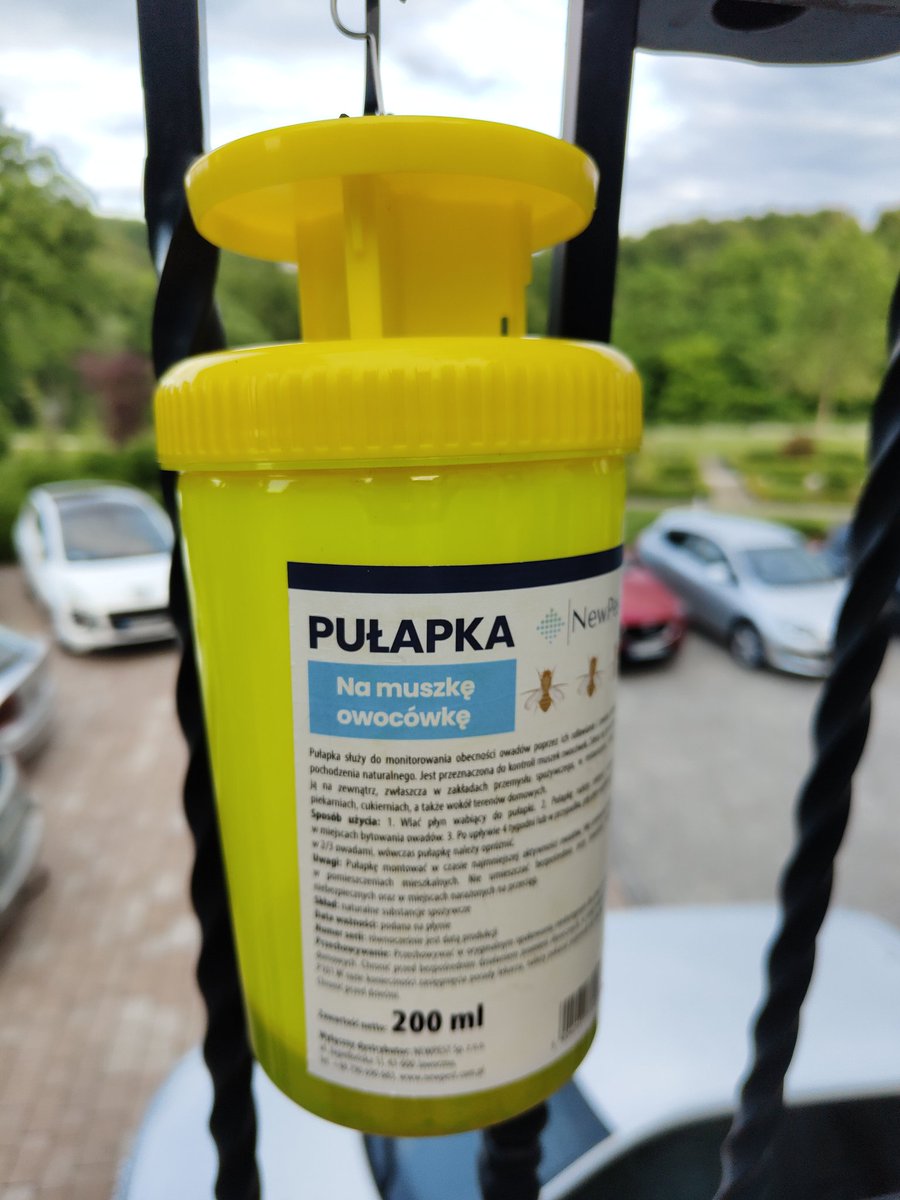 Nawet na weselu nie odpoczniesz od Wisły. Muszka owocówka znów atakuje! 🔵⚪🔴