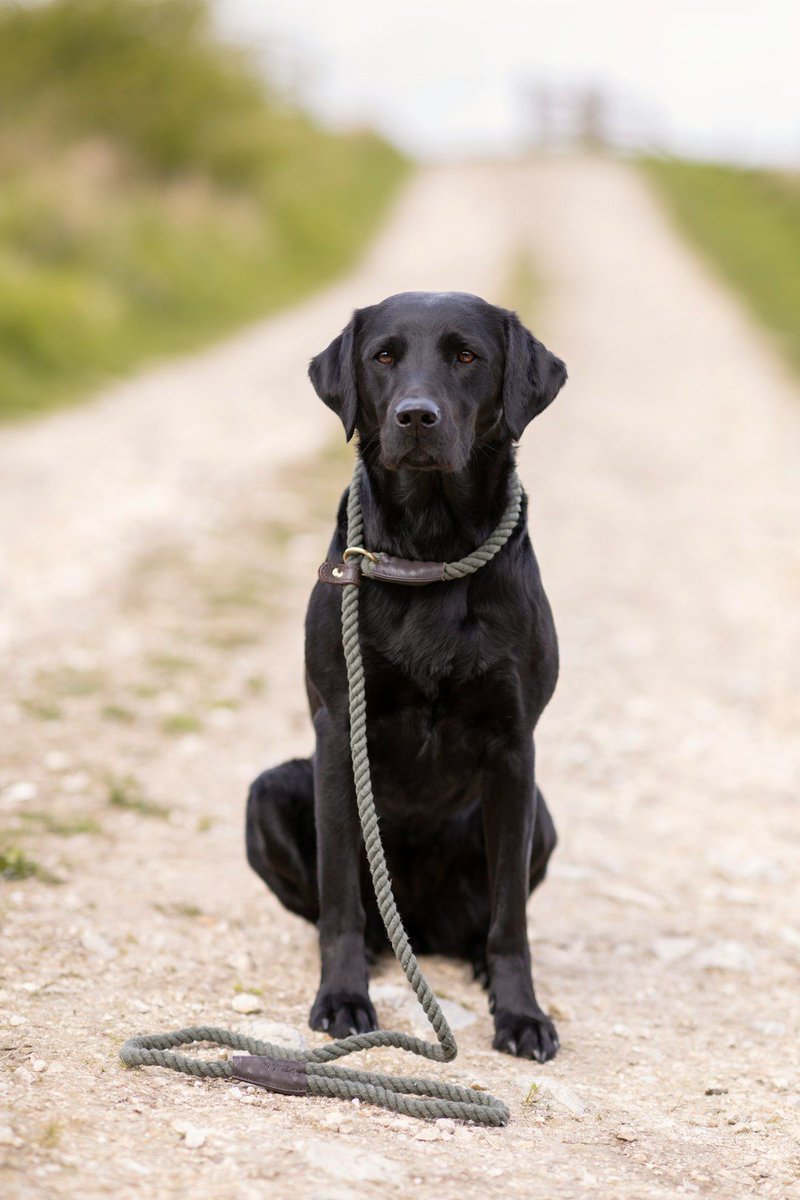 TheHolidayCots's tweet photo. ๐พ Set on the edge of the breathtaking North York Moors, Overdale Cottage is the perfect base for exploring the great outdoors & the best part? Everyone's welcome, including your four-legged friend! ๐ถ
๐๏ธ Sleeps 1-4
https://t.co/ciGbcNLMEP
#DogFriendlyBreaks #NorthYorkMoors https://t.co/cGFQq6hQvd