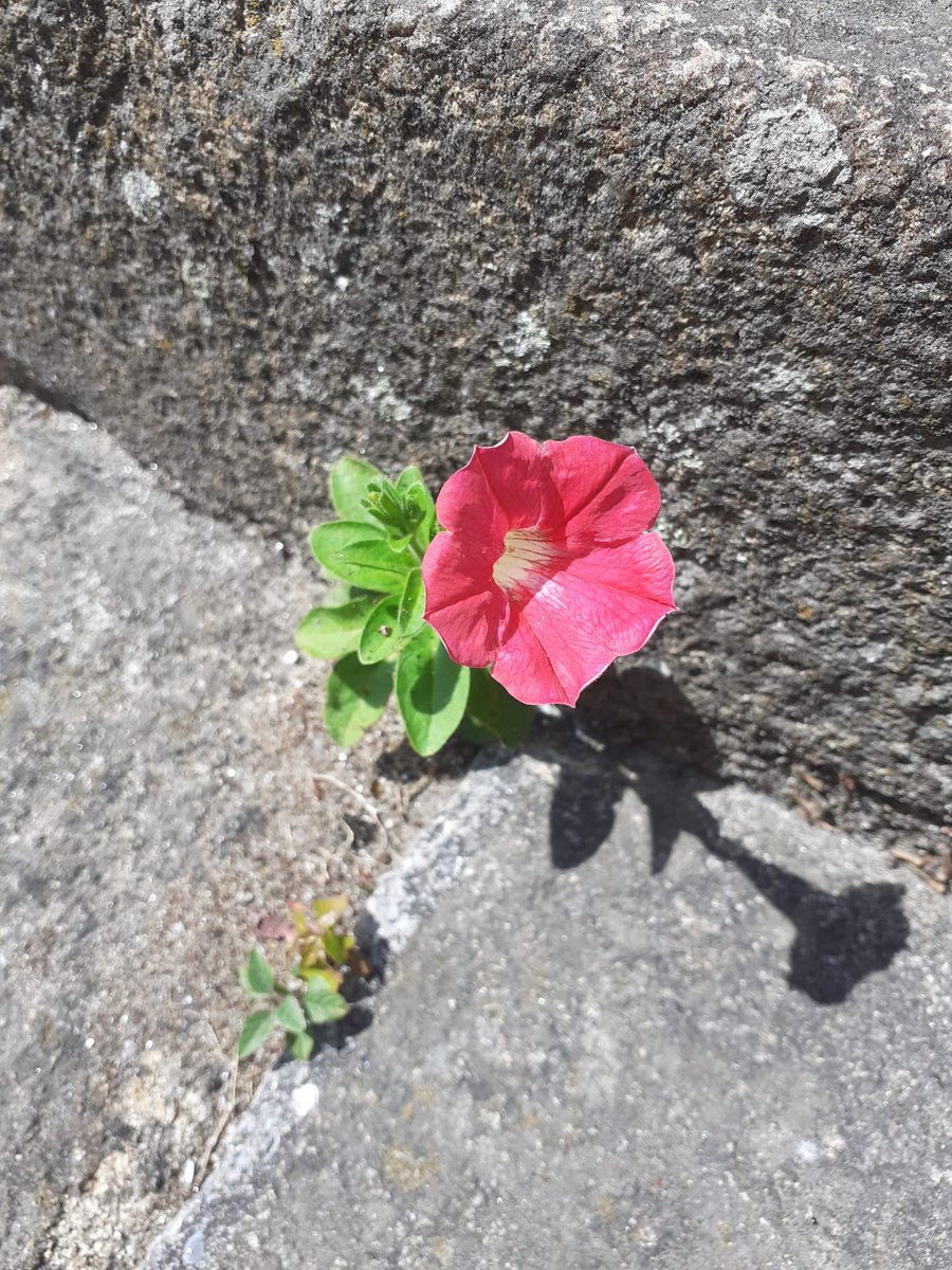 Jim Gannon (@jimgannonuk) on Twitter photo Friday survival against all the odds on a long flight of stone steps leading up to The Church of St Ildefonso Porto 🇵🇹 .<a href="/4monarosi/">4Monarosi</a> <a href="/acdc00/">𝒎𝒂𝒄𝒉𝒊𝒌𝒂𝒅𝒐</a> <a href="/bibekum/">Rita Bibekum Aya🇨🇲🇩🇰</a> <a href="/alliemcrowe/">🌱 The Wee Flower Farmer</a> <a href="/AMAZlNGNATURE/">Nature is Amazing ☘️</a> <a href="/vlucia24660241/">vlucia🌺🦋🇧🇷🥰</a> <a href="/VaSeemsReal/">🌱Vaseem</a> <a href="/lifelovelily22/">lily lawson🌈</a> <a href="/AnnMariSheerio/">Ann Marie</a> <a href="/Antonia15652/">Antonia🌈🌈</a> <a href="/AudieHamilton/">Audrey Hamilton</a> Friday survival against all the odds on a long flight of stone steps leading up to The Church of St Ildefonso Porto 🇵🇹 .<a href="/4monarosi/">4Monarosi</a> <a href="/acdc00/">𝒎𝒂𝒄𝒉𝒊𝒌𝒂𝒅𝒐</a> <a href="/bibekum/">Rita Bibekum Aya🇨🇲🇩🇰</a> <a href="/alliemcrowe/">🌱 The Wee Flower Farmer</a> <a href="/AMAZlNGNATURE/">Nature is Amazing ☘️</a> <a href="/vlucia24660241/">vlucia🌺🦋🇧🇷🥰</a> <a href="/VaSeemsReal/">🌱Vaseem</a> <a href="/lifelovelily22/">lily lawson🌈</a> <a href="/AnnMariSheerio/">Ann Marie</a> <a href="/Antonia15652/">Antonia🌈🌈</a> <a href="/AudieHamilton/">Audrey Hamilton</a>