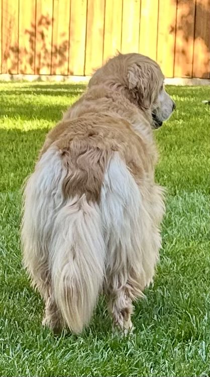 Happy
#fluffybuttfriday    

#goldenretrievers 

#dogsofx