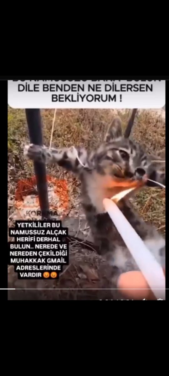 Sharon #AnimalLiberation tweet media
