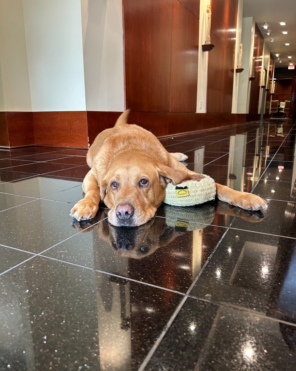CirlotAgency's tweet image. Happy National Take Your Dog to Work Day to The Cirlot Agency’s mascot, Bama! 🐾 Every day, Bama makes sure everyone is hard at work as he patrols the office for mischief!
#thecirlotagency #bama #cirlotmascot #tigerteam