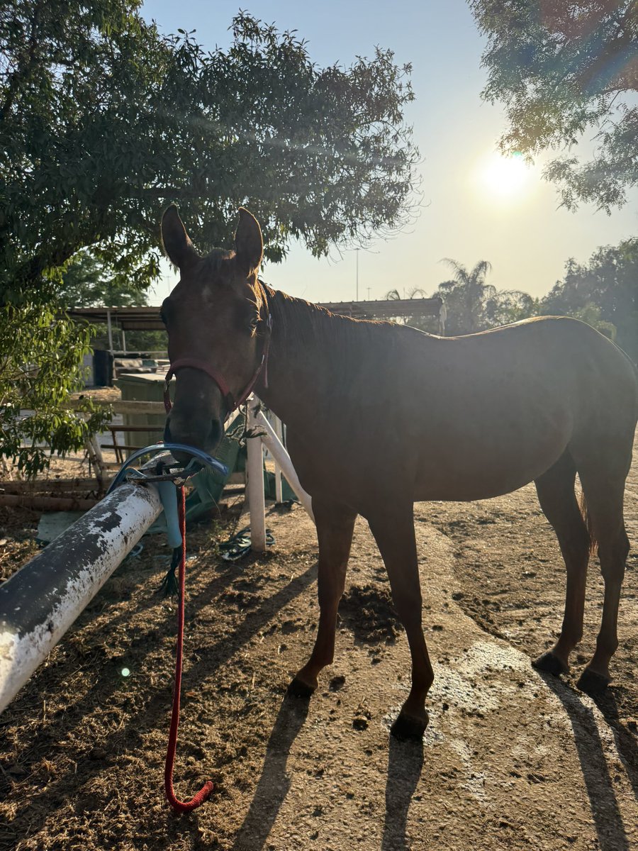 Tomer Blecher☭ tweet media