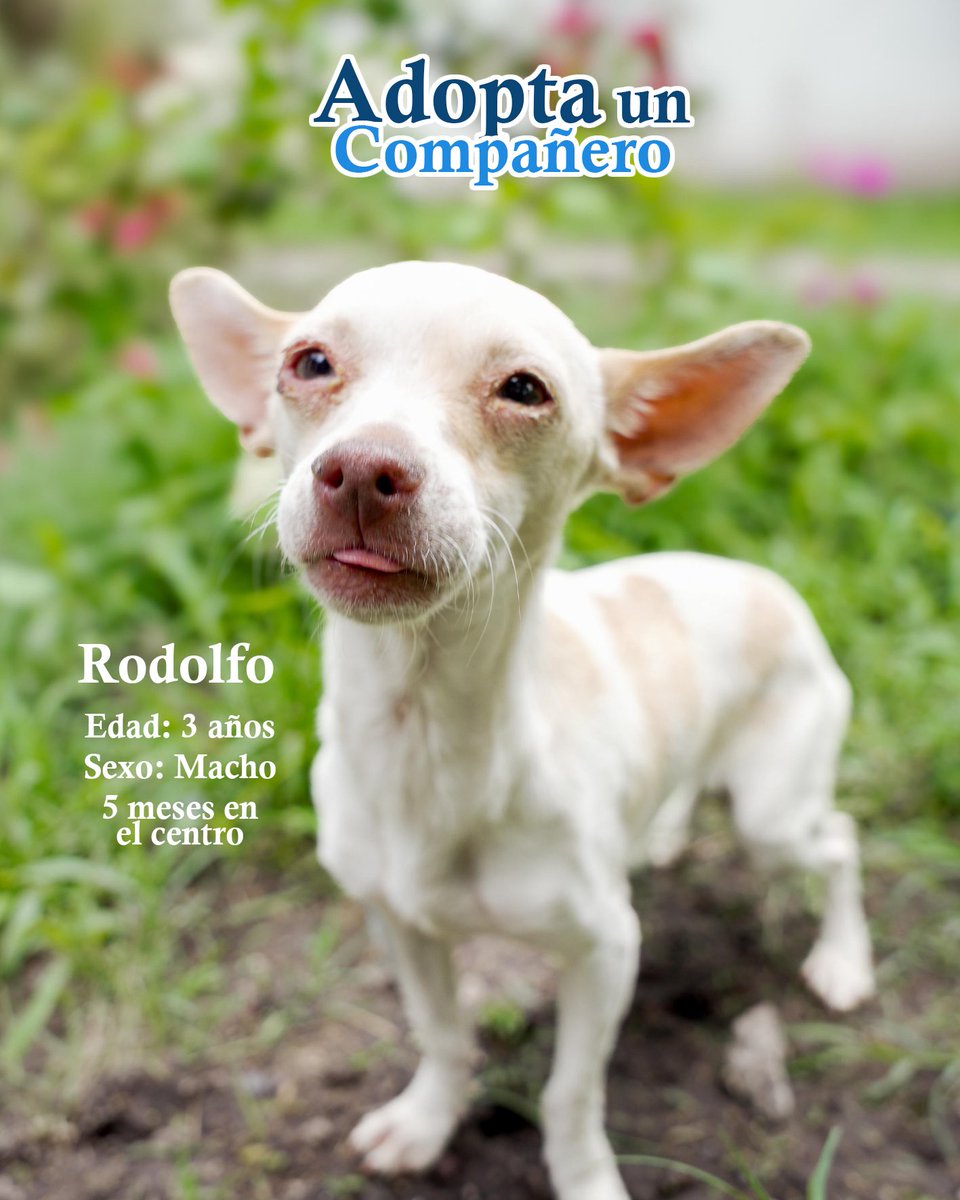 qromunicipio's tweet photo. En UMAANQ, muchos perritos están listos para comenzar una nueva vida… solo falta alguien como tú.

Ellos no pueden hablar, pero sus ojos lo dicen todo: quieren un hogar, un nombre, una familia.

1/2 https://t.co/s4WKSPc5f4
