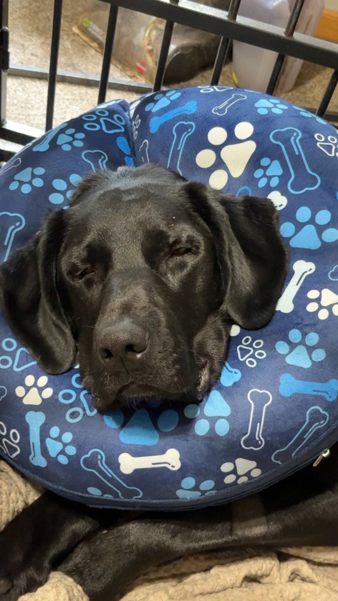 LisaMarieCooks's tweet image. Look at this boy go! 1 week Post Surgery ❤️🐾