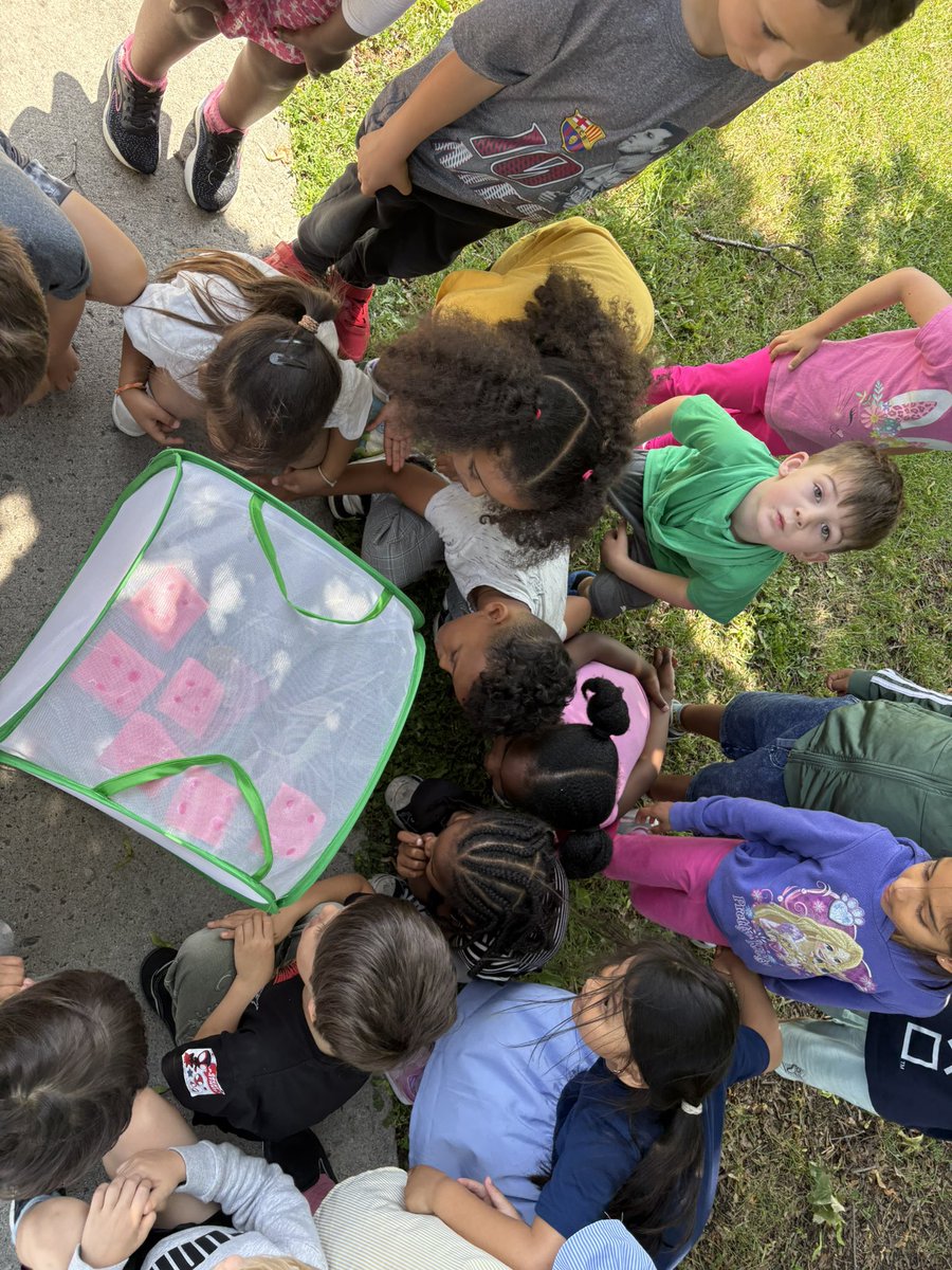 Mrs.Aspelund (@mrsaspelund) on Twitter photo Our kinders said goodbye to their beautiful butterflies today 🦋✨ What a magical way to celebrate growth, change, and new beginnings! #ButterflyRelease #ocsb <a href="/StRitaOCSB/">St. Rita School</a> Our kinders said goodbye to their beautiful butterflies today 🦋✨ What a magical way to celebrate growth, change, and new beginnings! #ButterflyRelease #ocsb <a href="/StRitaOCSB/">St. Rita School</a>