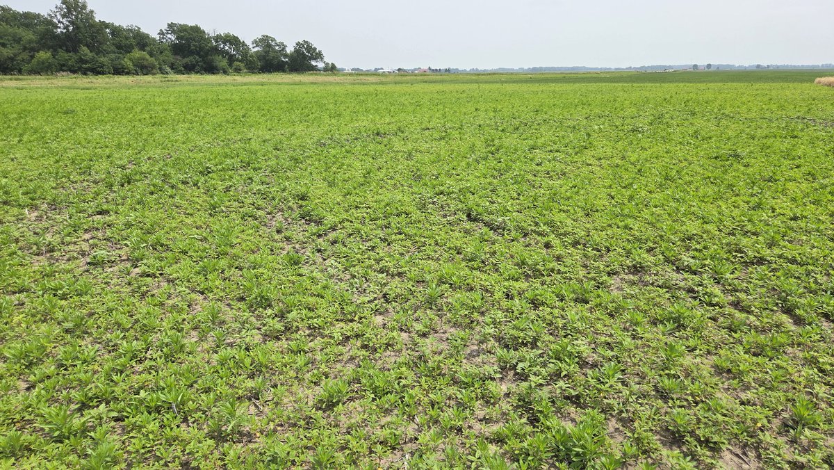 North Central Weed Science Society (@ncweedscience) on Twitter photo IWM is critical for successful long-term weed management even with new tech. One of our <a href="/INSoybean/">Indiana Soybean Alliance</a> funded projects is exploring the combo of cereal rye, residual herbicides, and targeted apps for reducing total herbicide applied, ⬇️ crop injury, & ⬆️ control in soy. #PUweeds IWM is critical for successful long-term weed management even with new tech. One of our <a href="/INSoybean/">Indiana Soybean Alliance</a> funded projects is exploring the combo of cereal rye, residual herbicides, and targeted apps for reducing total herbicide applied, ⬇️ crop injury, & ⬆️ control in soy. #PUweeds