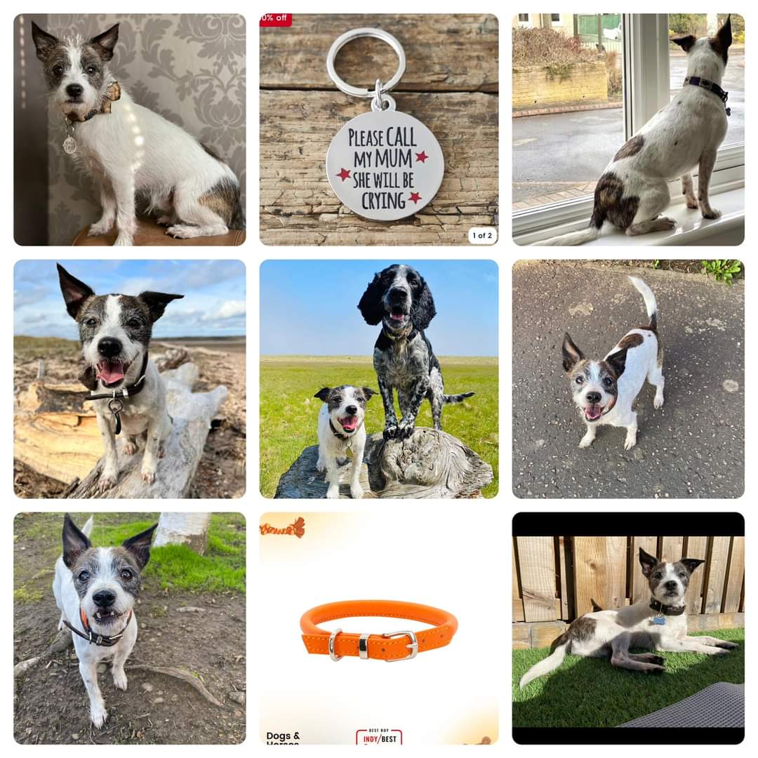 MissingPetsGB's tweet image. 3 years ago today BENJI went missing😔

On 23 June 2022 at John muir country park in Dunbar, East Lothian #EH42 he was last seen &amp;amp; was wearing an orange leather collar with tag &amp;amp; is chipped.

Benji is likely a victim of #theftbyfinding 💔 if anyone knows anything please speak up!