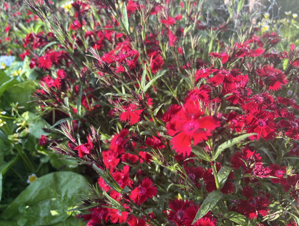 Grinton smallholder (@sharpr1966) on Twitter photo Sweet Williams…. Dianthus barbatus….
English garden in June. Sweet Williams…. Dianthus barbatus….
English garden in June.
