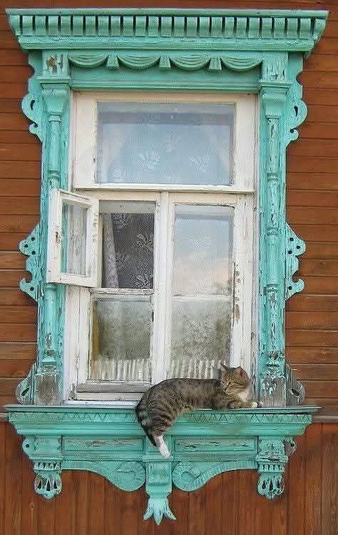 The beauty of simple things 🐱