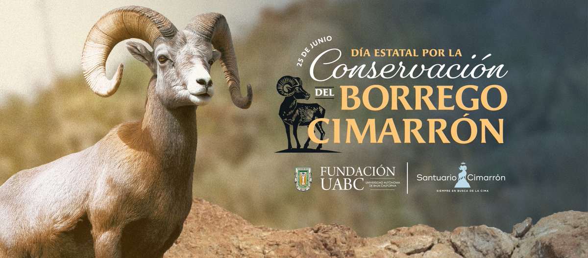 HISTORICAS_UABC's tweet image. 📌 25 de junio Día Estatal por la Conservación del Borrego Cimarrón.