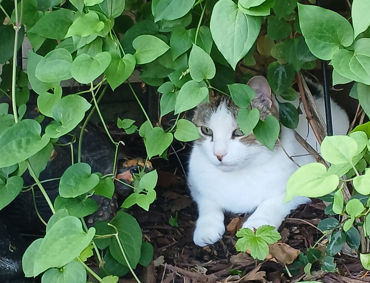 My best buddy &amp; me hiding for now. I'll probably push him out of my way soon. 🐢🐈

#tortoise 
#cat
#FriendlyRivalry